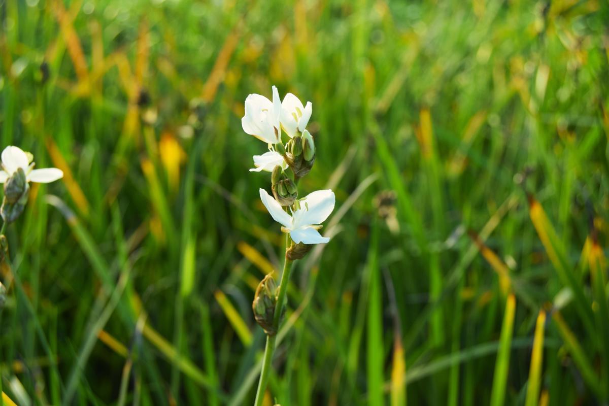 Libertia chilensis (was Libertia grandiflora) ---