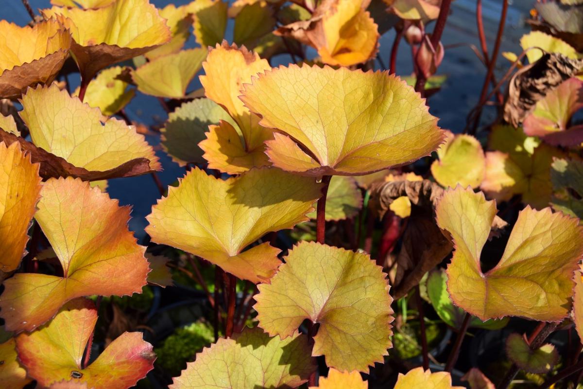 Ligularia dentata 'Desdemona' ---