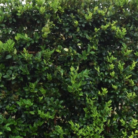 Ligustrum japonicum 'Texanum' 150-175 cm