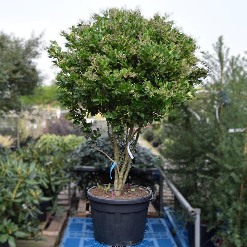 Ligustrum japonicum 'Texanum' 150-175 cm