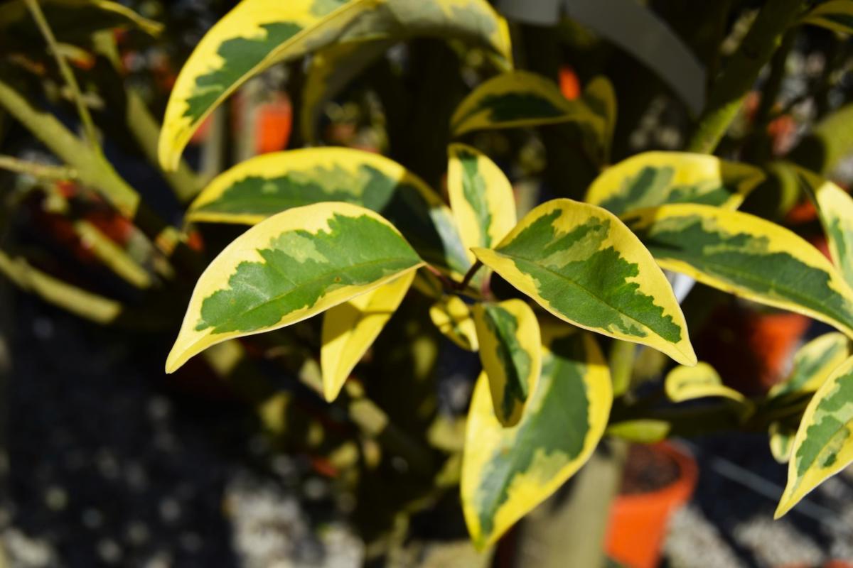 Ligustrum ovalifolium 'Aureum' 40-60 cm
