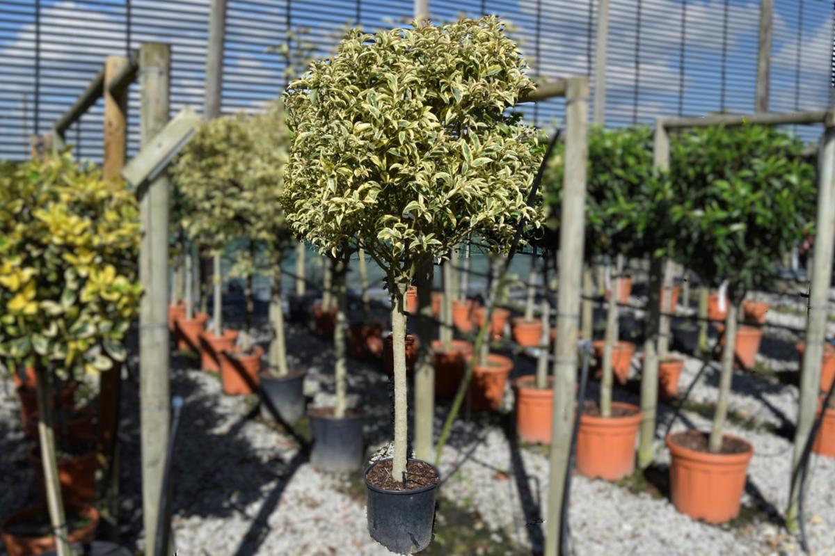 Ligustrum ovalifolium 'Aureum' 40-60 cm