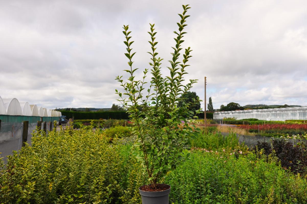 Ligustrum ovalifolium 'Aureum'