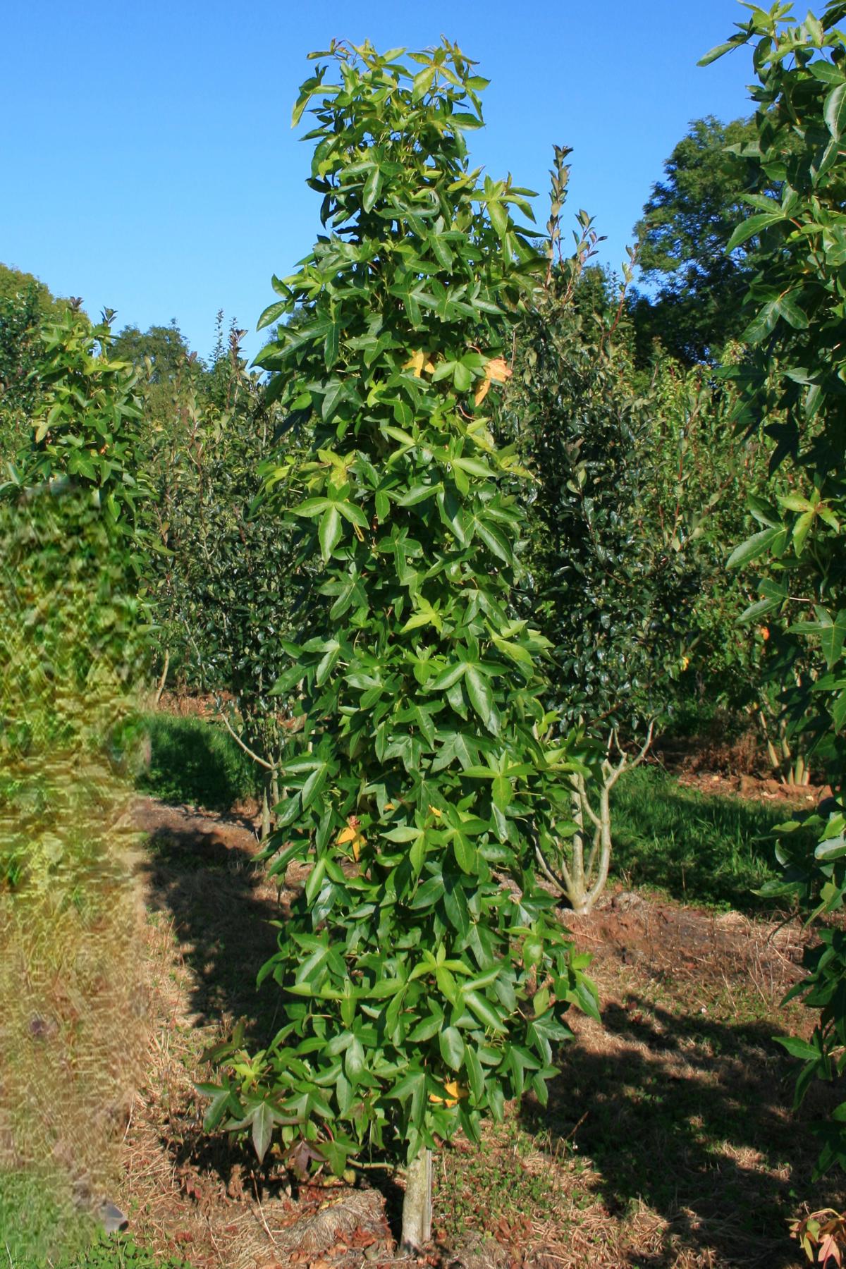 Liquidambar styraciflua 'Slender Silhouette' <span class="hidden specialOffer"></span>
