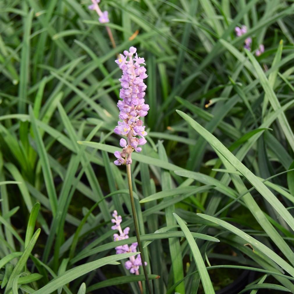Liriope muscari 'Big Blue' ---