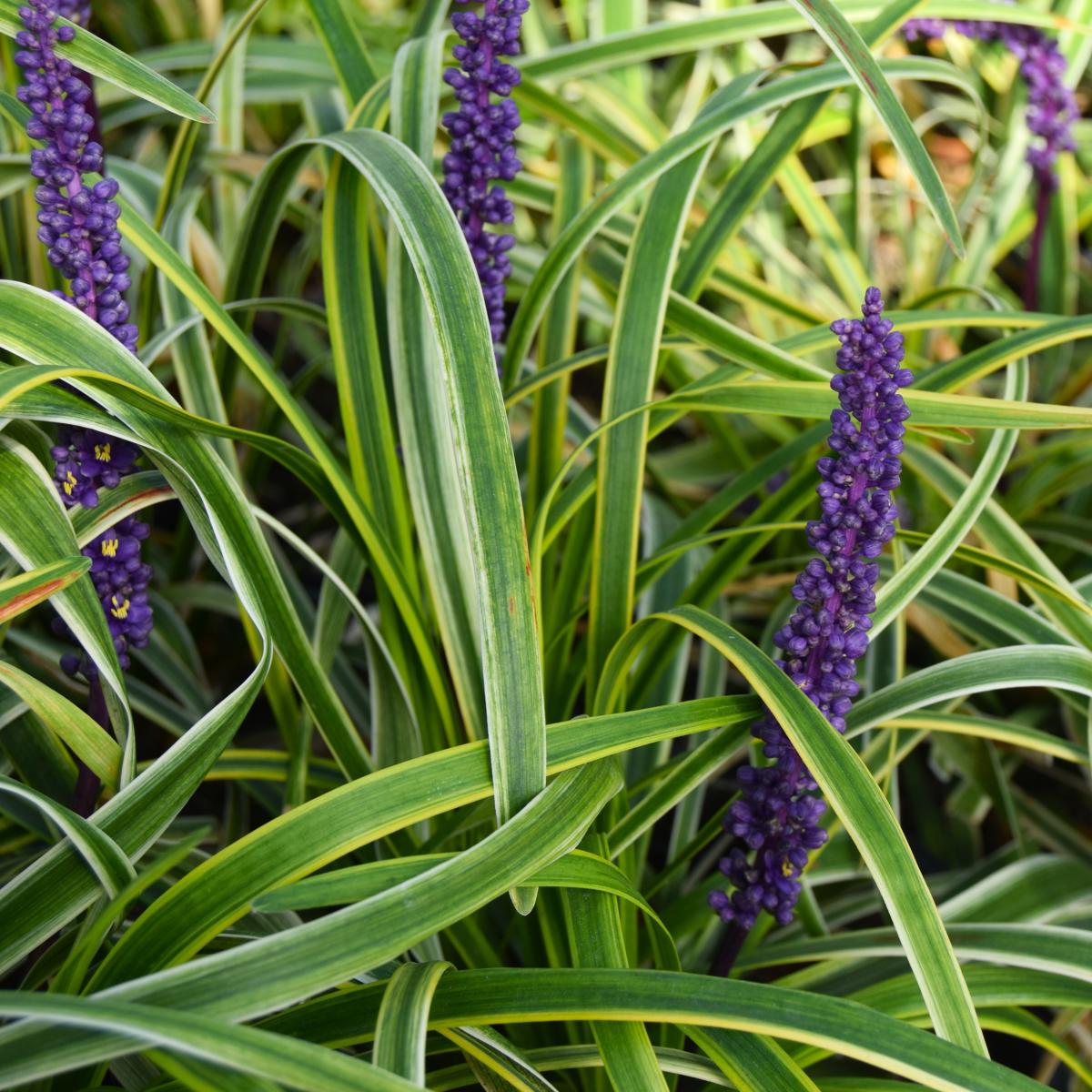 Liriope muscari 'John Burch' <span class="hidden specialOffer"></span>