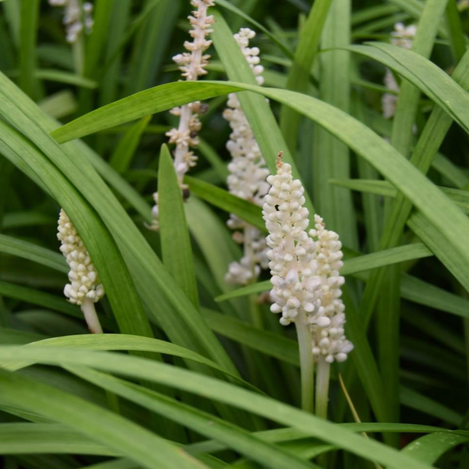 Liriope muscari 'Monroe White' ---