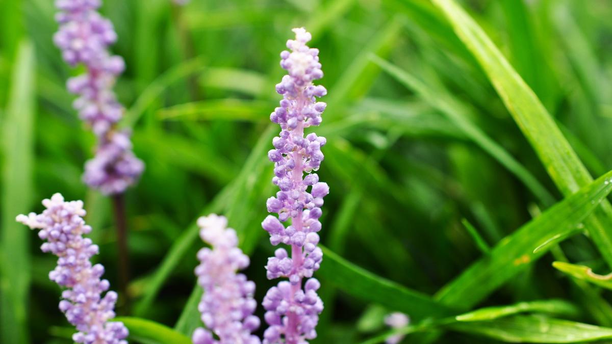 Liriope muscari ---