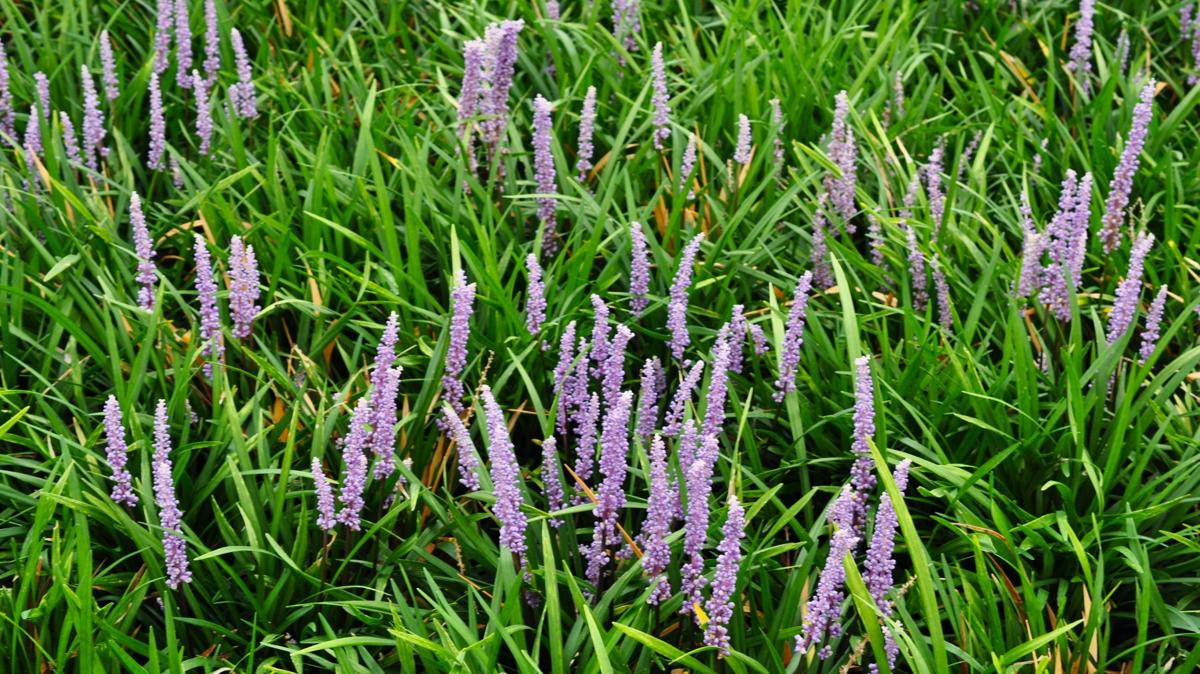 Liriope muscari ---