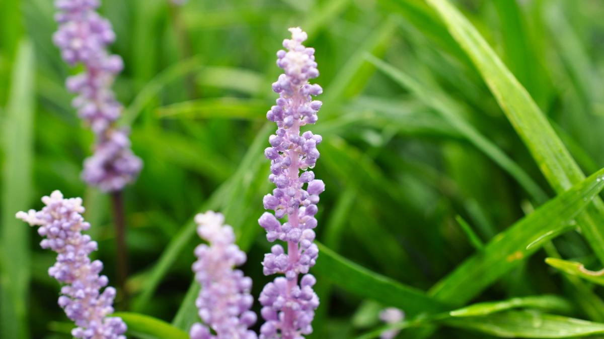 Liriope muscari ---