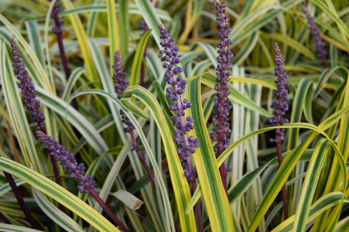 Liriope muscari 'Variegata' ---