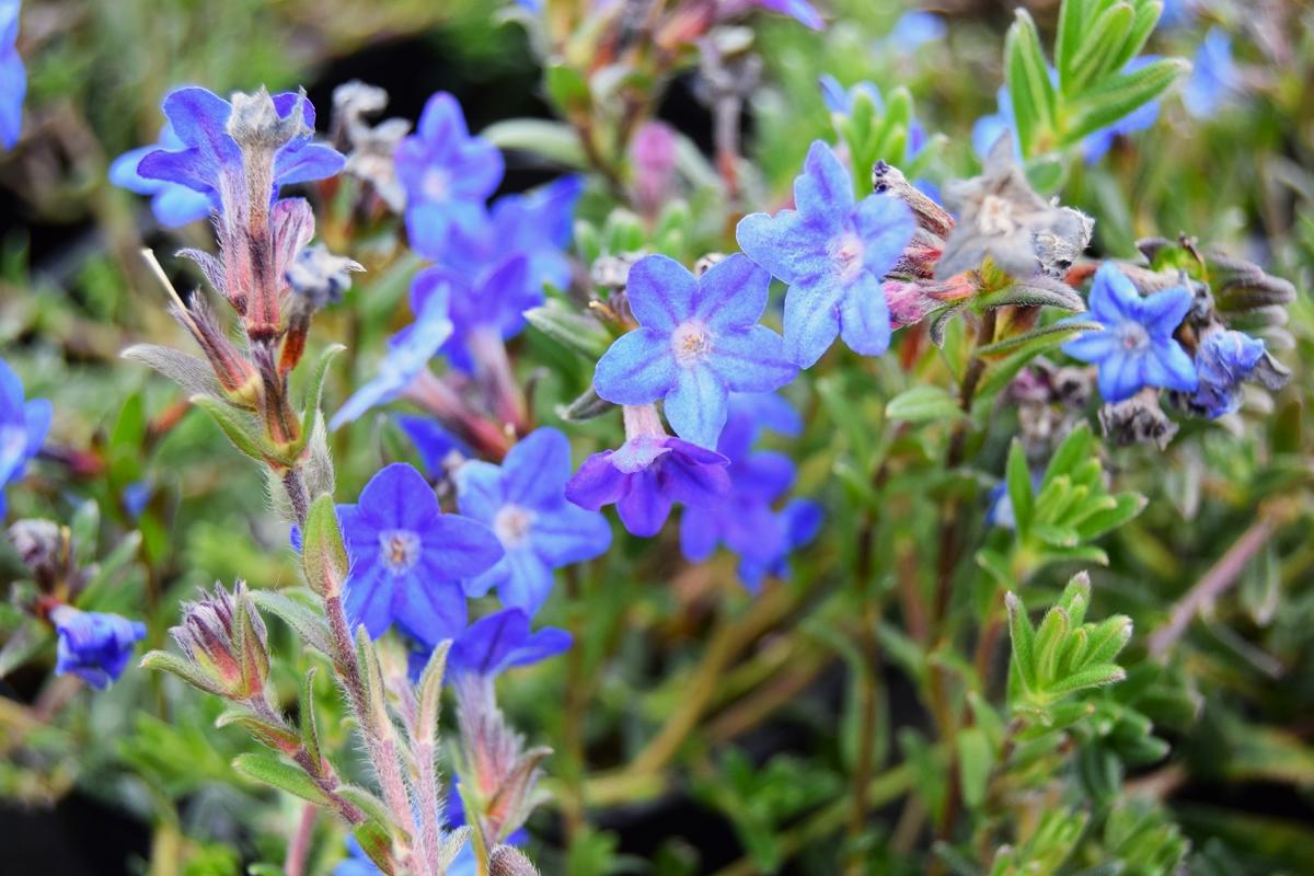 Lithodora diffusa 'Heavenly Blue' ---