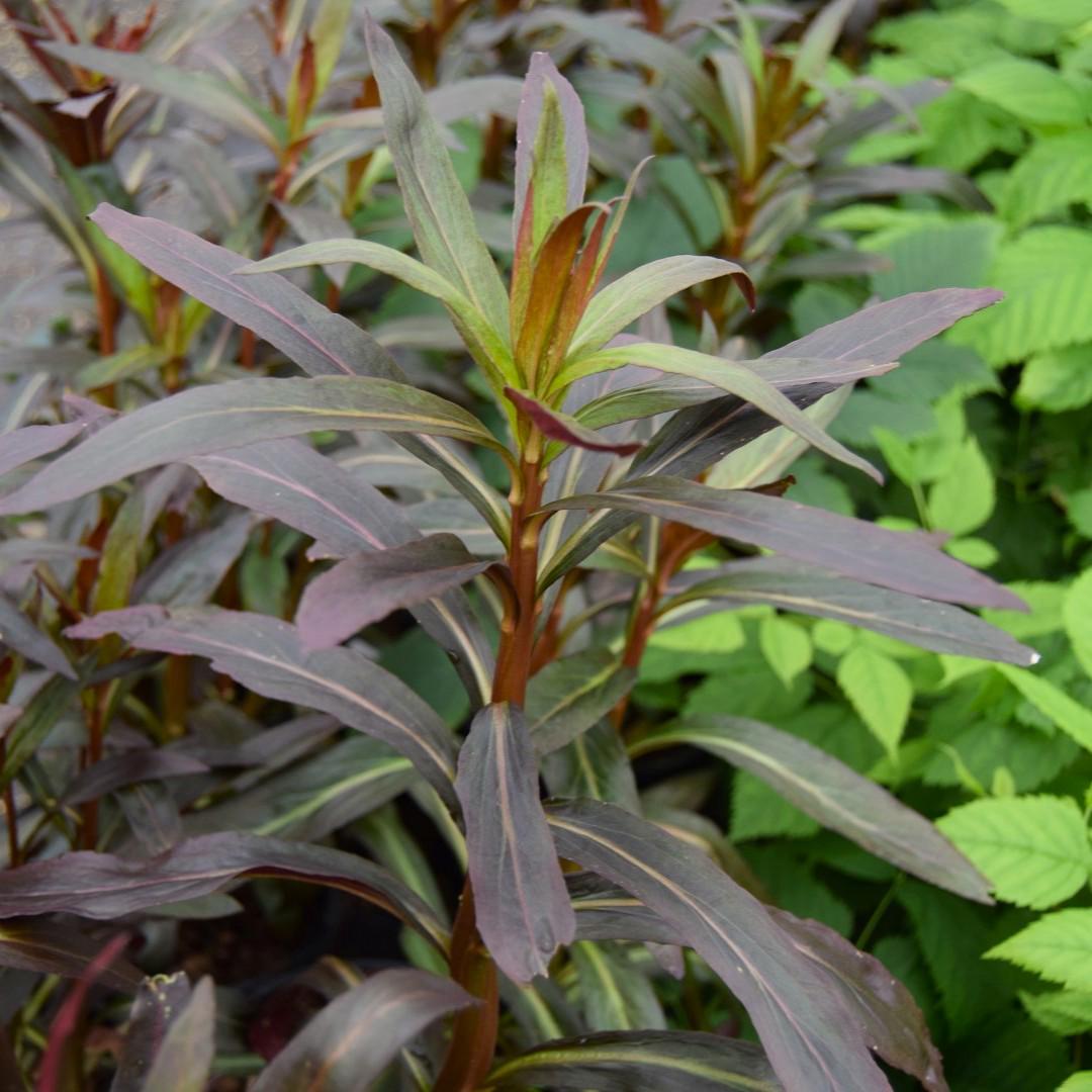 Lobelia cardinalis 'Queen Victoria' ---