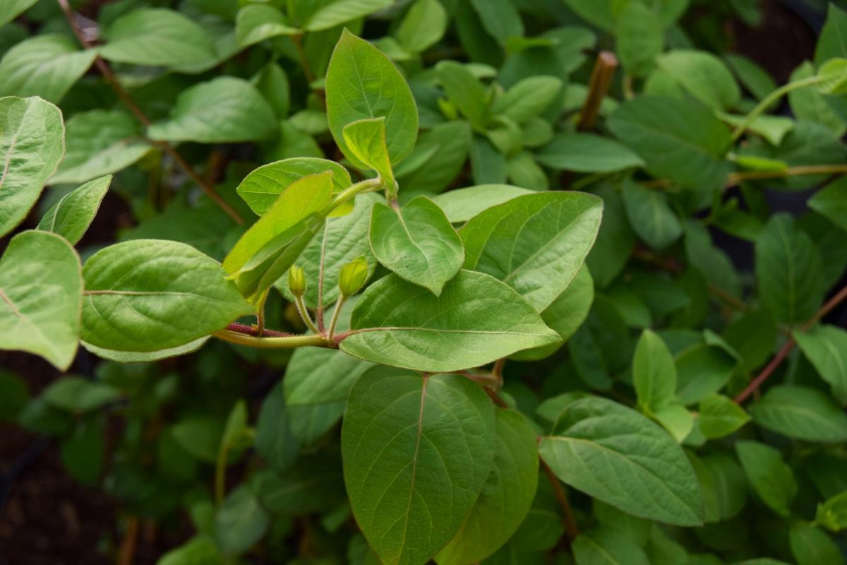 Lonicera japonica 'Halliana' 60-80 cm