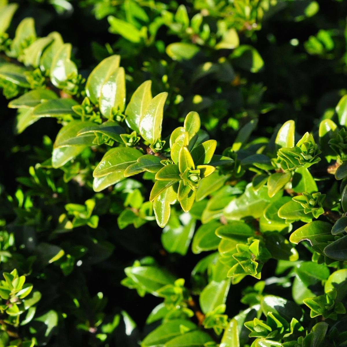 Lonicera ligustrina var. yunnanensis 'Maigrün' (Maygreen) ---