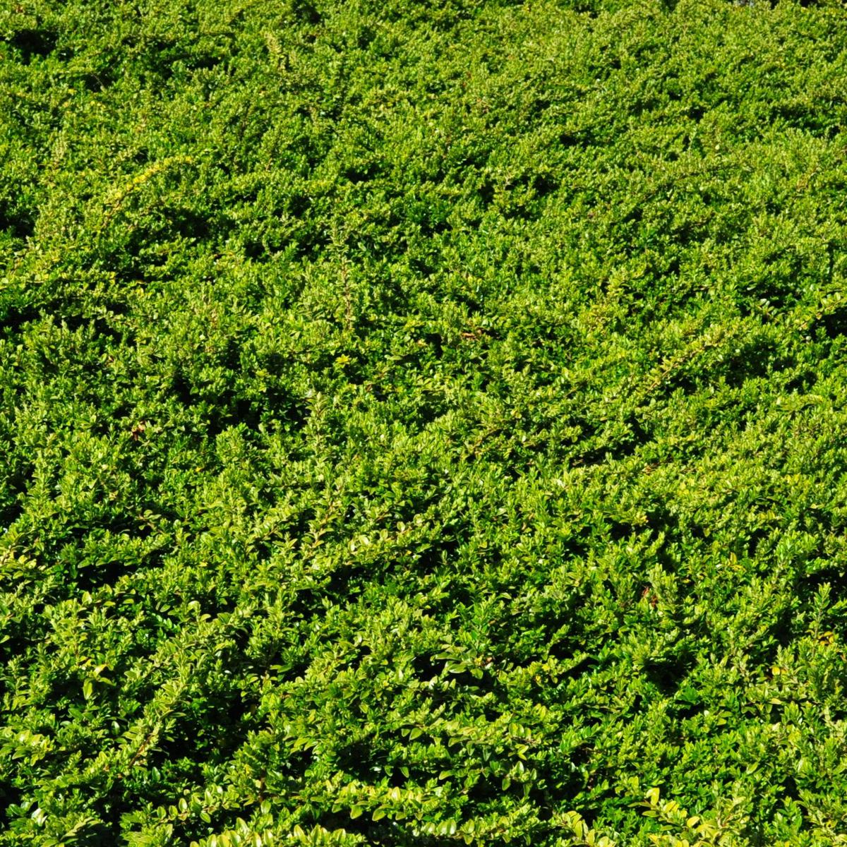 Lonicera ligustrina var. yunnanensis 'Maigrün' (Maygreen) ---