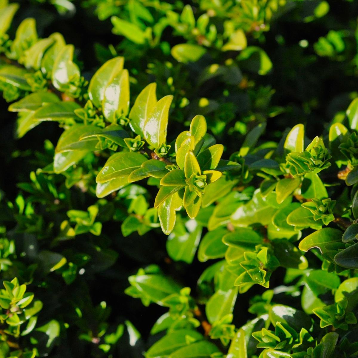 Lonicera ligustrina var. yunnanensis 'Maigrün' (Maygreen) ---