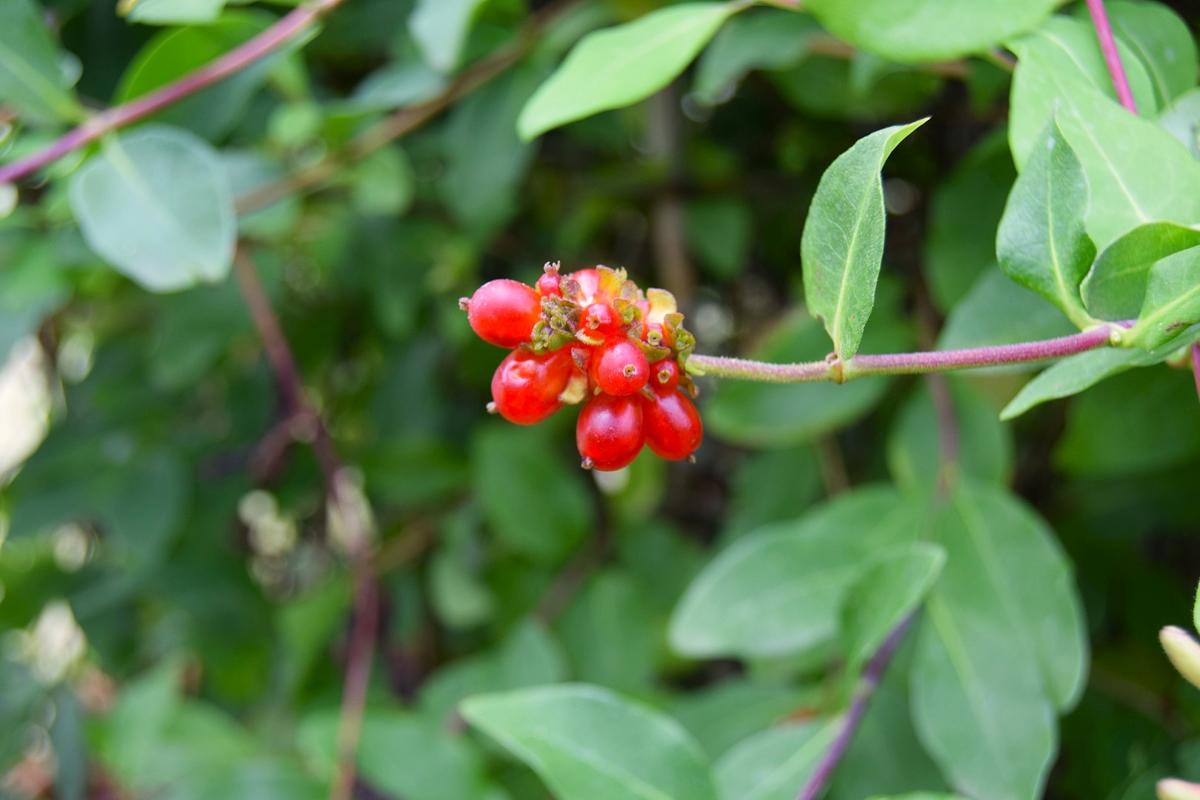 Lonicera periclymenum 'Belgica' 150-175 cm