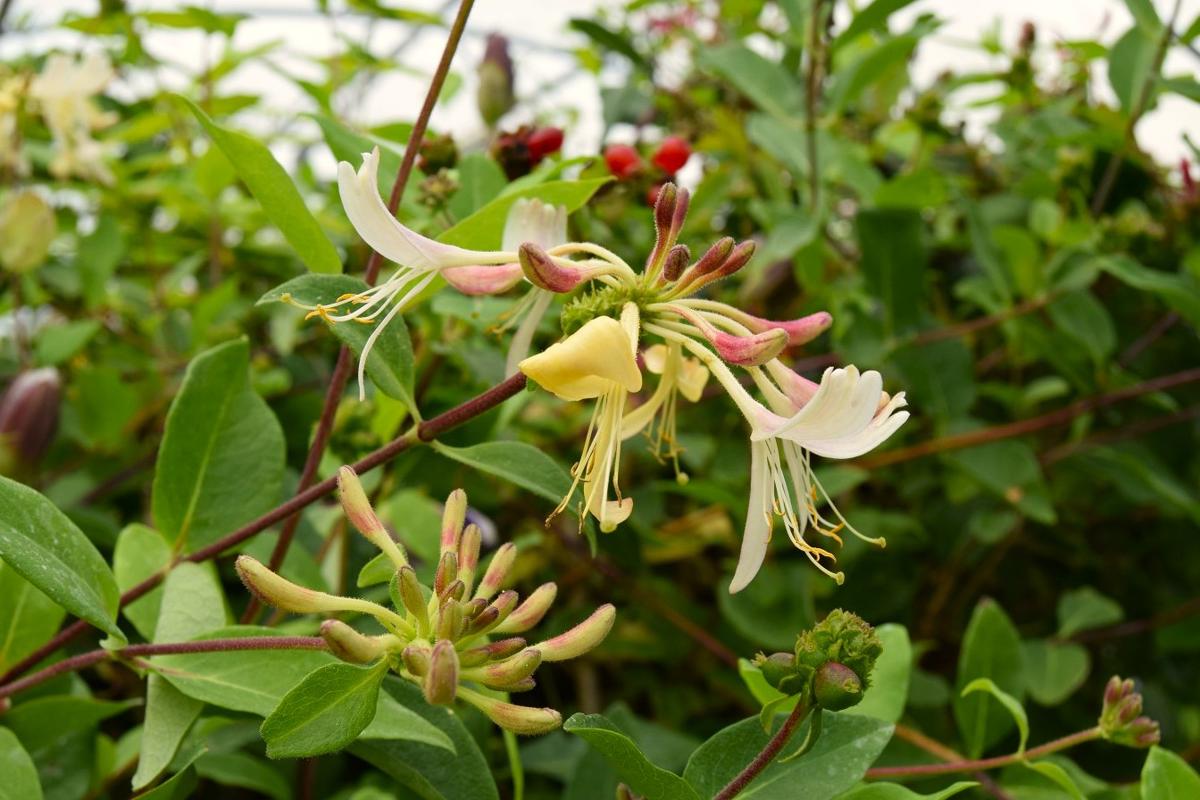 Lonicera periclymenum 'Belgica' 150-175 cm