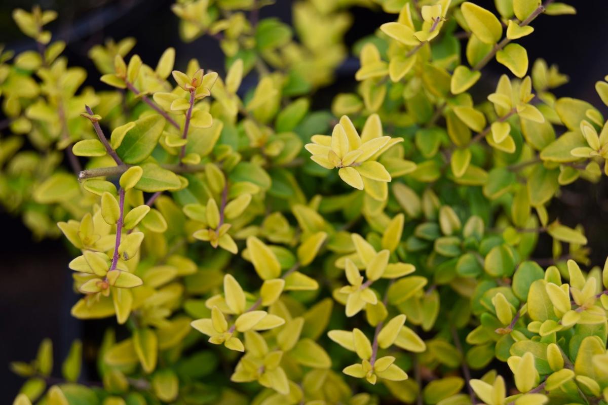 Lonicera yunnanensis var. yunnanensis 'Baggesen's Gold' 40-60 cm