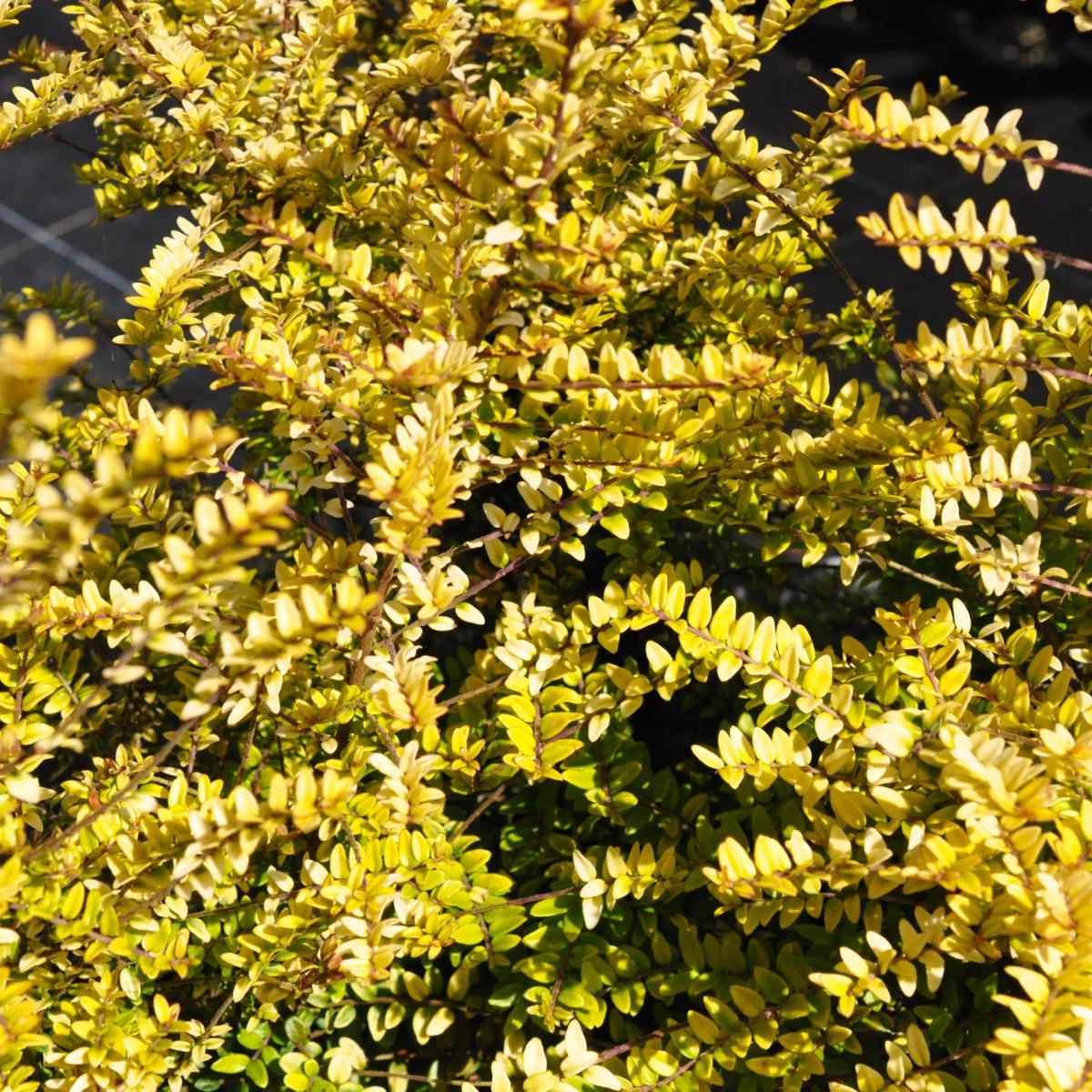 Lonicera yunnanensis var. yunnanensis 'Baggesen's Gold' 40-60 cm