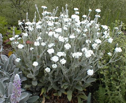 Lychnis coronaria 'Alba' ---