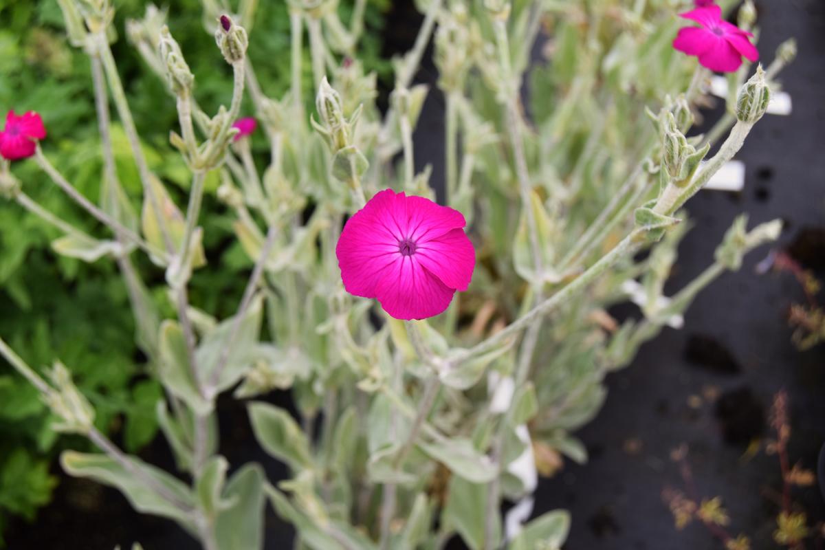 Lychnis coronaria