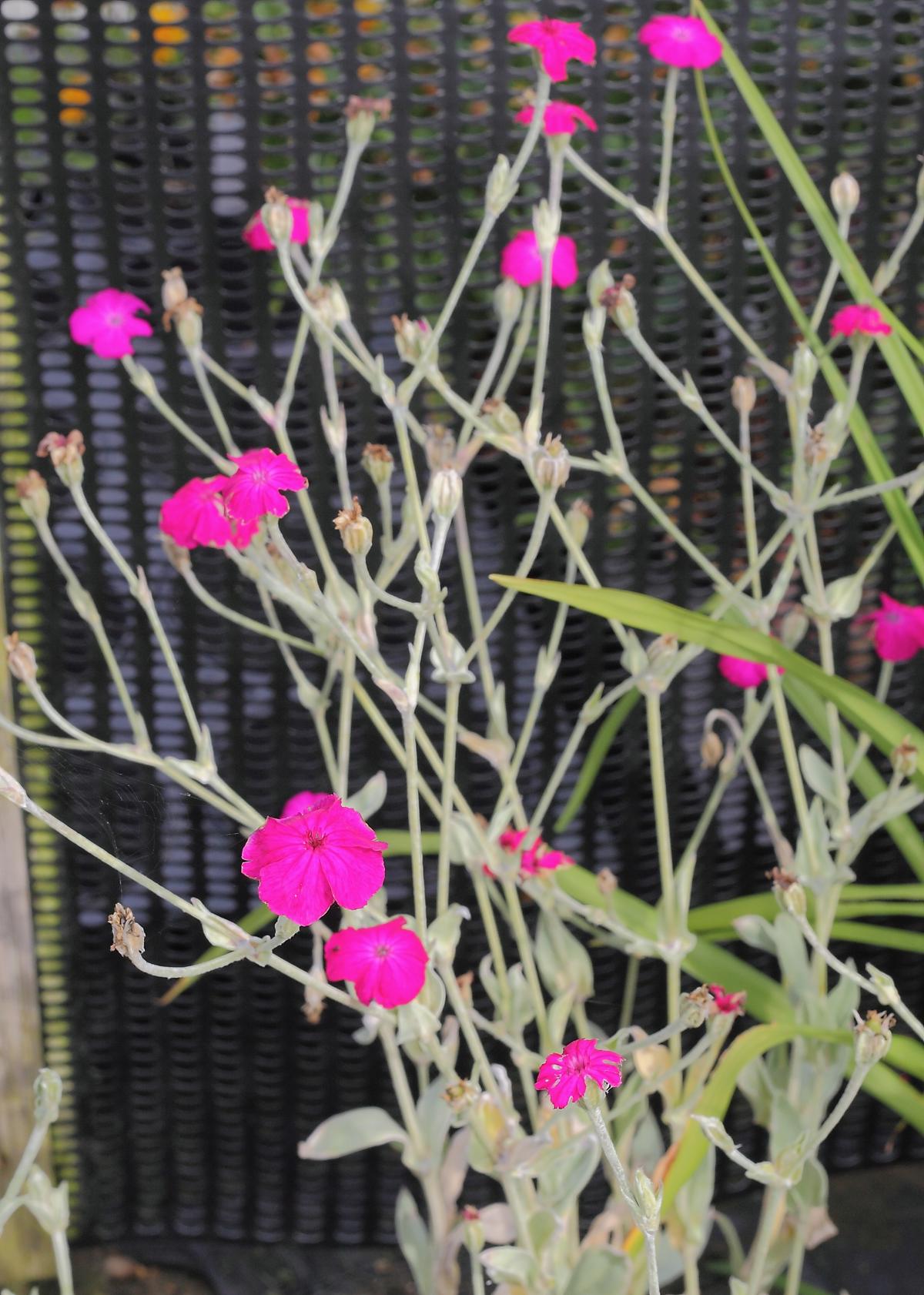 Lychnis coronaria ---