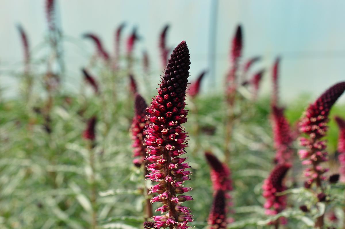 Lysimachia atropurpurea 'Beaujolais' ---