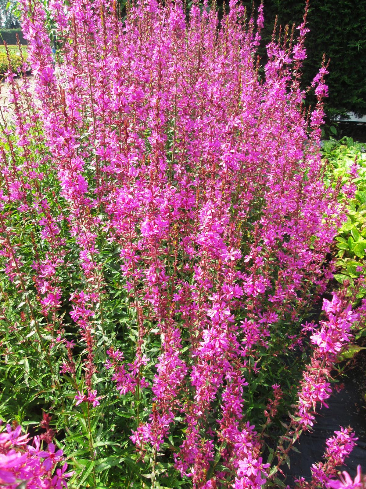 Lythrum salicaria 'Blush' ---