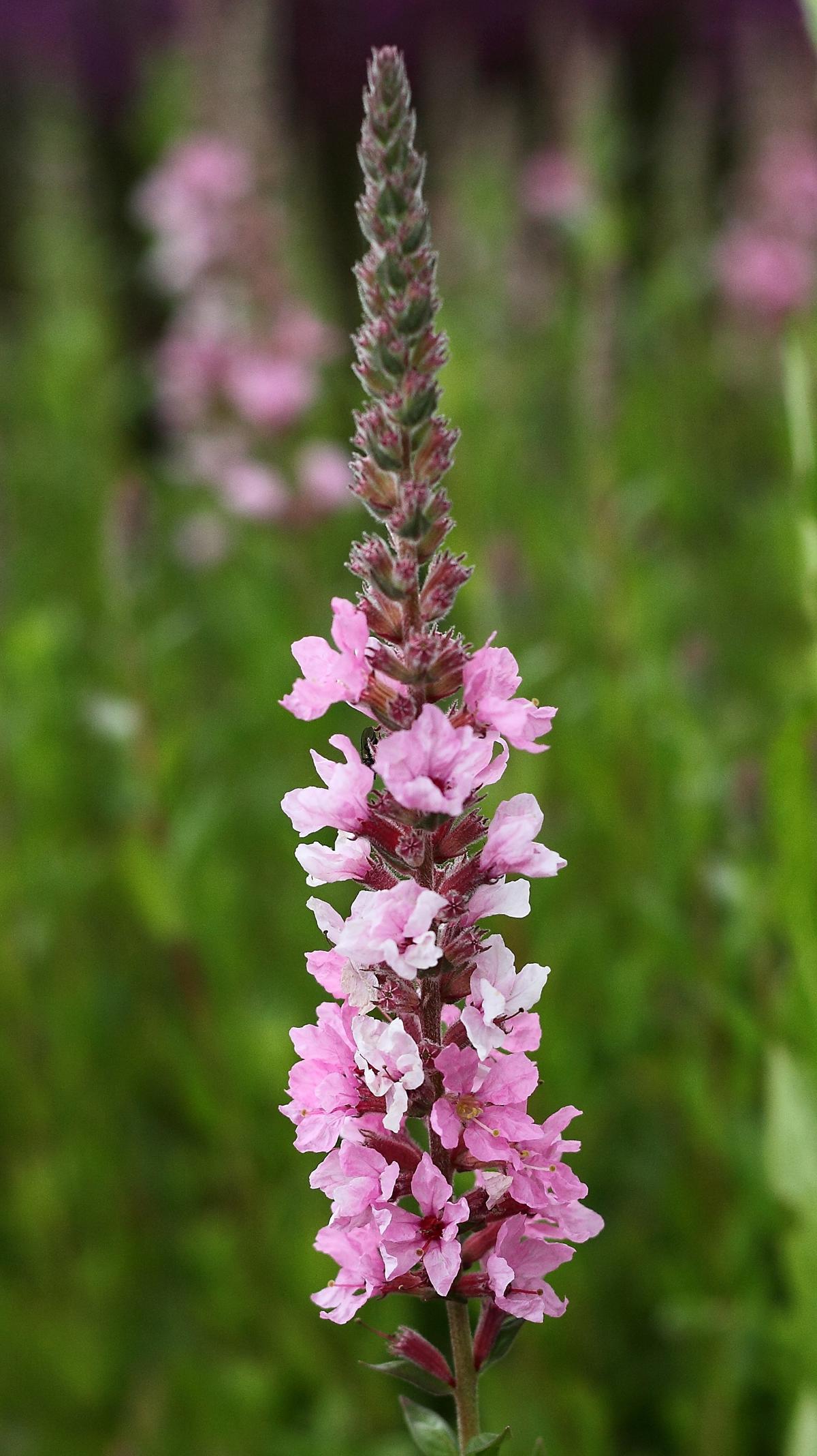 Lythrum salicaria 'Blush' ---
