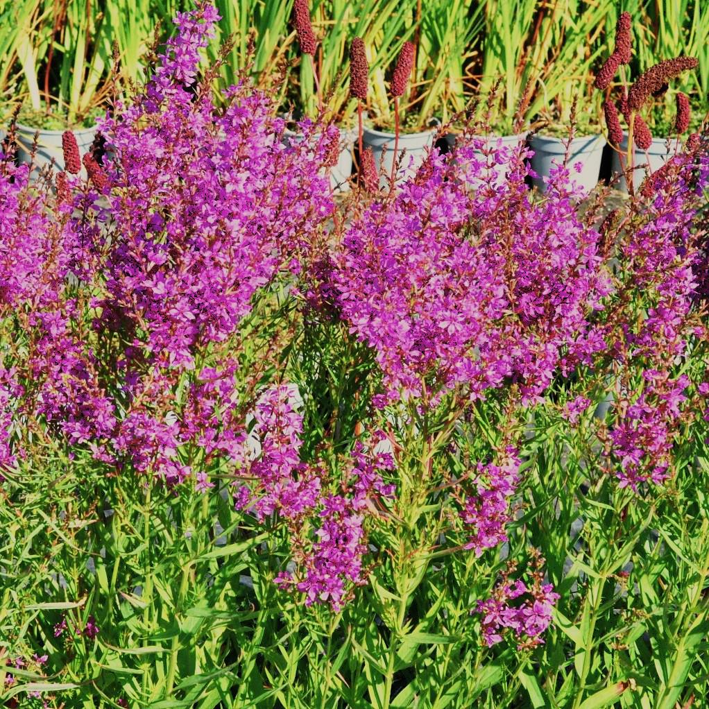 Lythrum salicaria ---