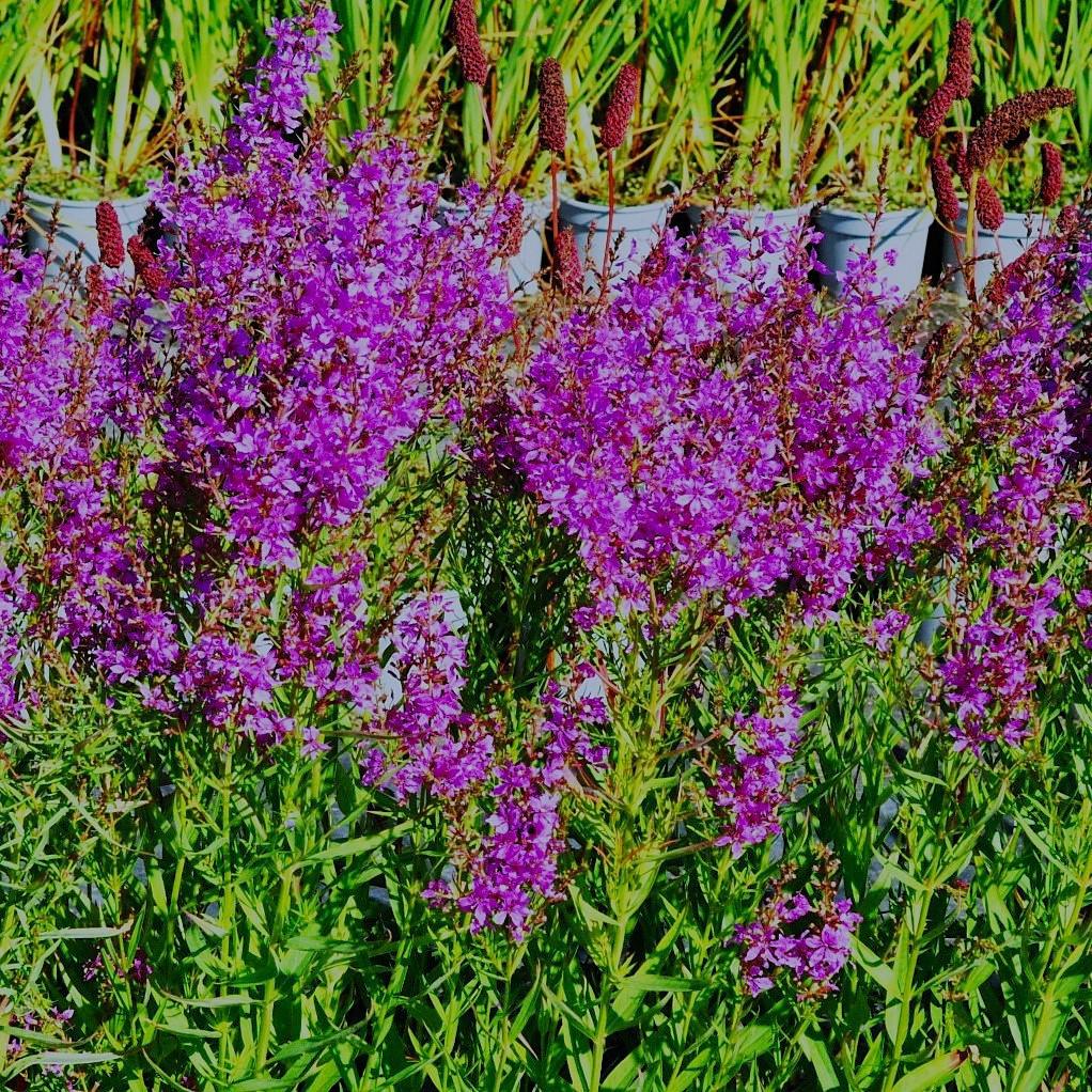 Lythrum salicaria ---