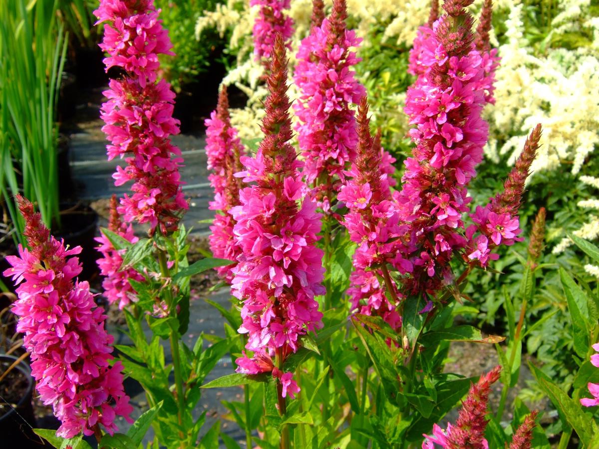 Lythrum salicaria 'Robert' ---