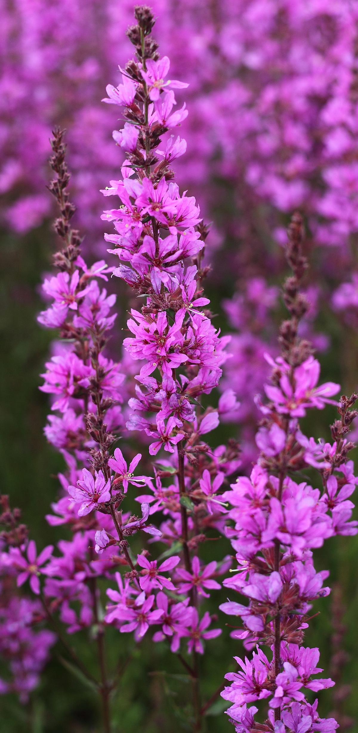 Lythrum virgatum 'Dropmore Purple' <span class="hidden specialOffer"></span>