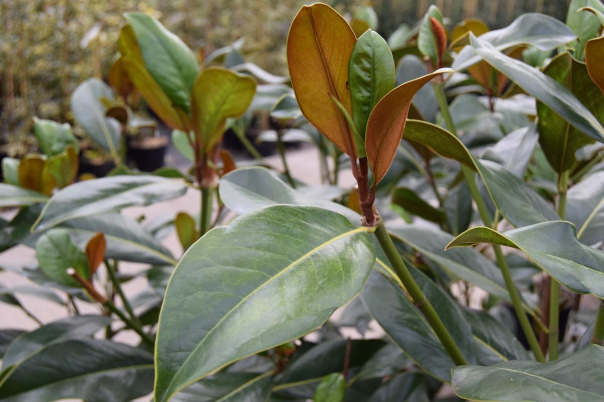 Magnolia grandiflora 'Galissonière' <span class="hidden specialOffer"></span>