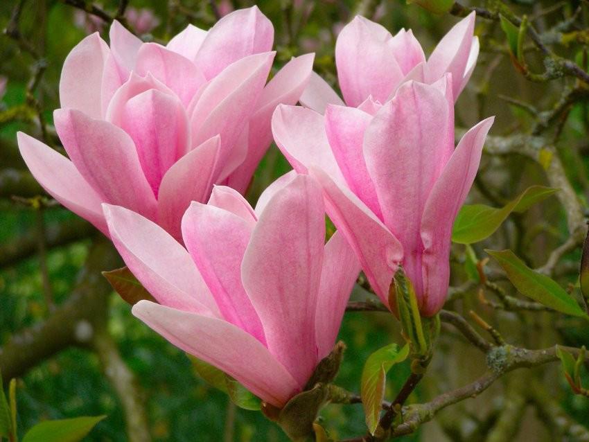 Magnolia 'Heaven Scent' 200-250 cm