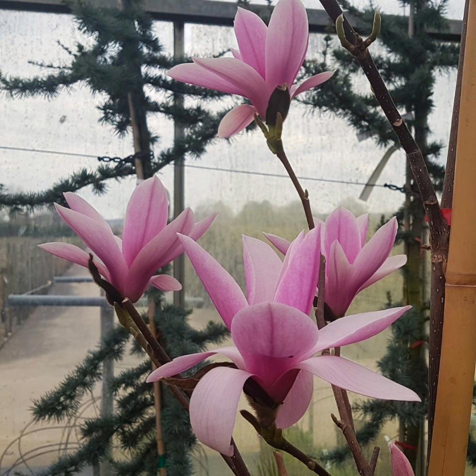Magnolia 'Heaven Scent' 200-250 cm