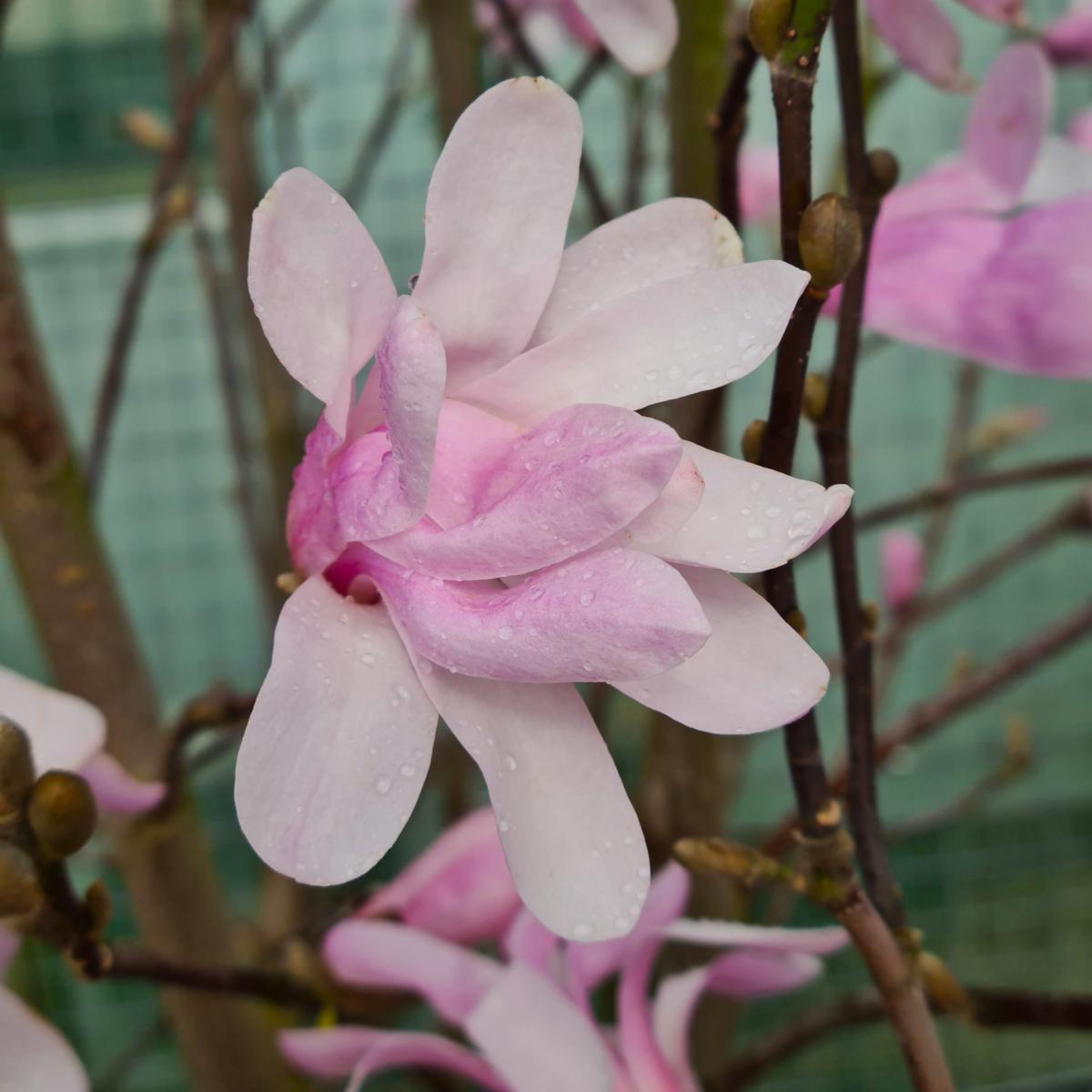 Magnolia x loebneri 'Leonard Messel' 125-150 cm