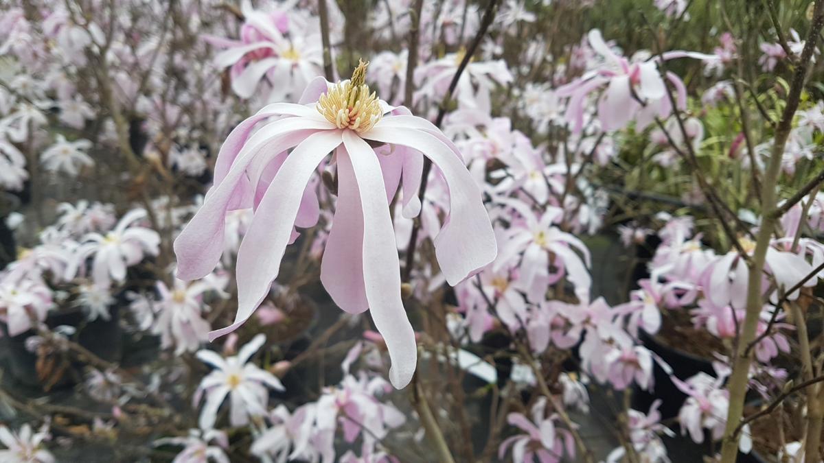 Magnolia x loebneri 'Leonard Messel' 125-150 cm