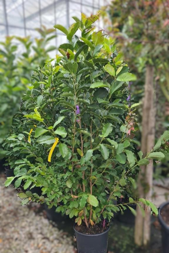 Magnolia x loebneri 'Merrill' 150-175 cm