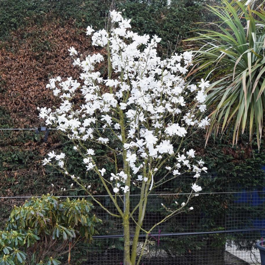 Magnolia x loebneri 'Merrill' 150-175 cm
