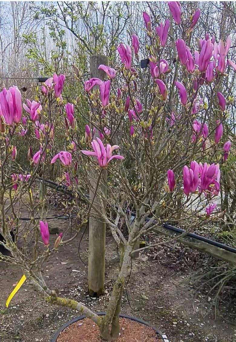 Magnolia 'Susan' 200-250 cm