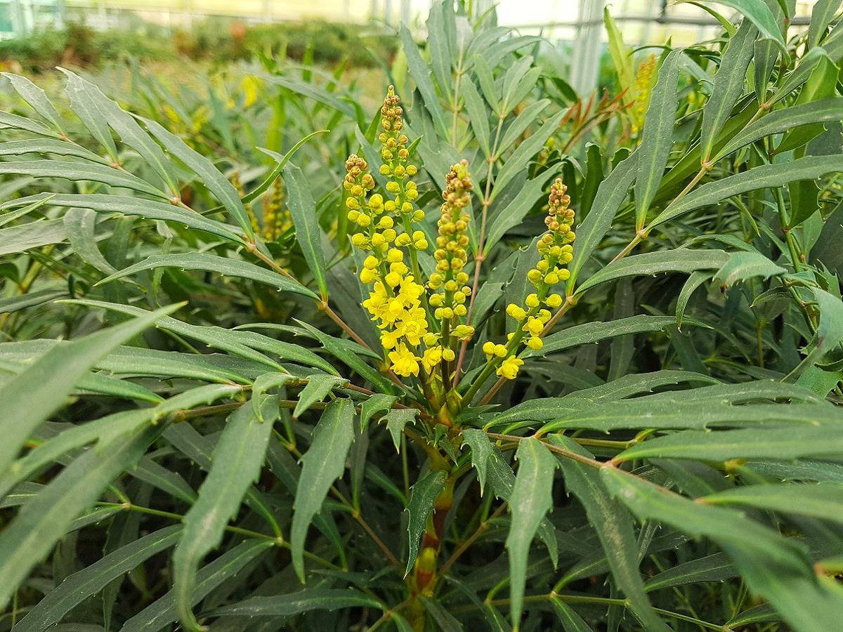 Mahonia eurybracteata 'Sweet Winter' ® 80-100 cm