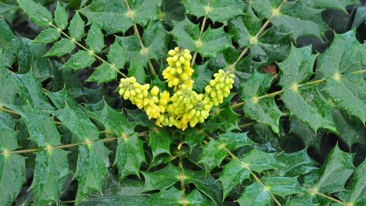Mahonia x media 'Charity' 40-60 cm