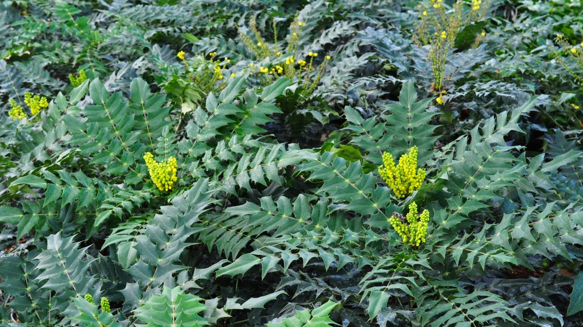 Mahonia x media 'Charity' 40-60 cm