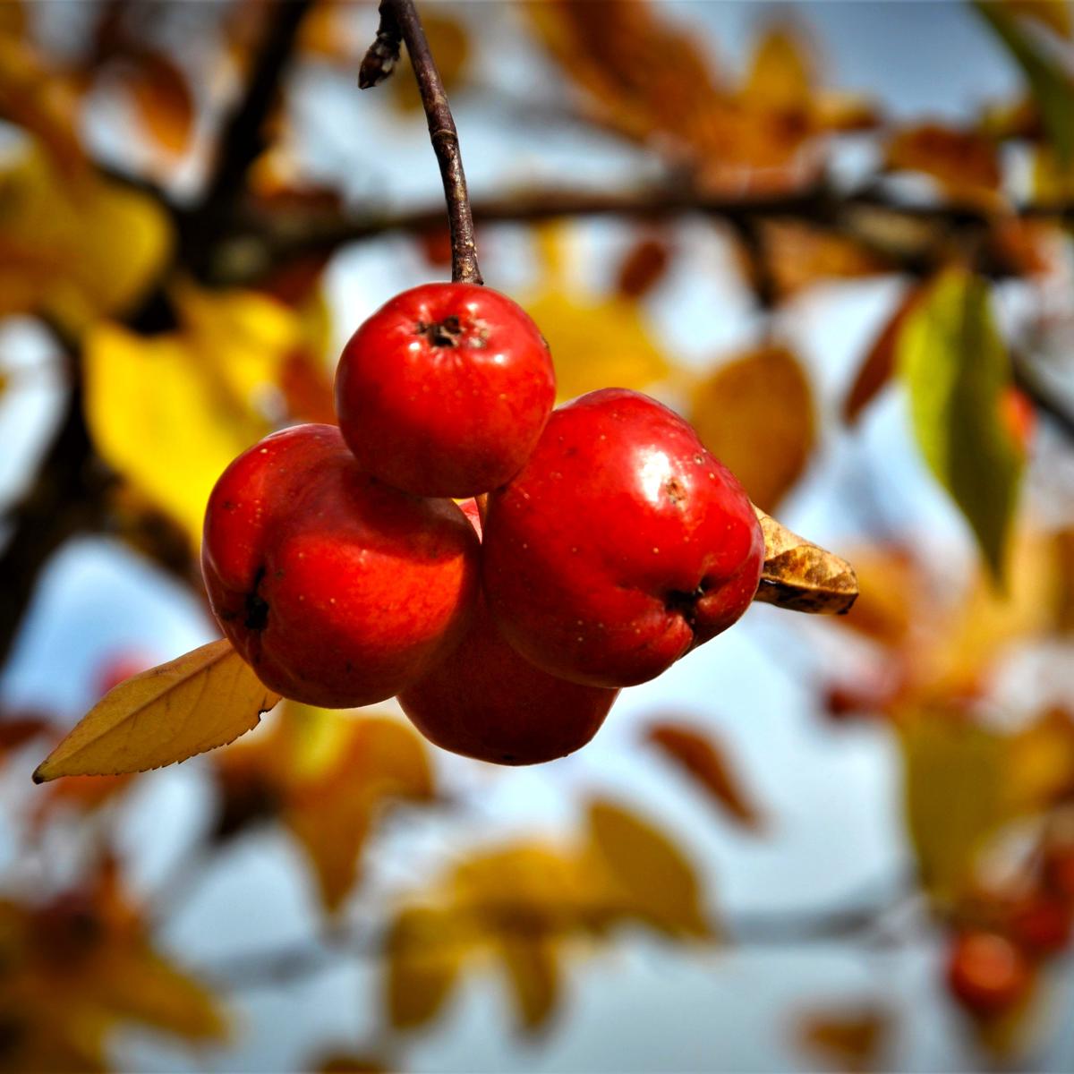 Malus 'Evereste' 200-250 cm
