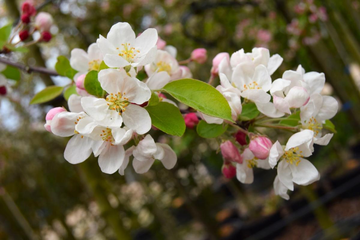 Malus 'Evereste' 200-250 cm