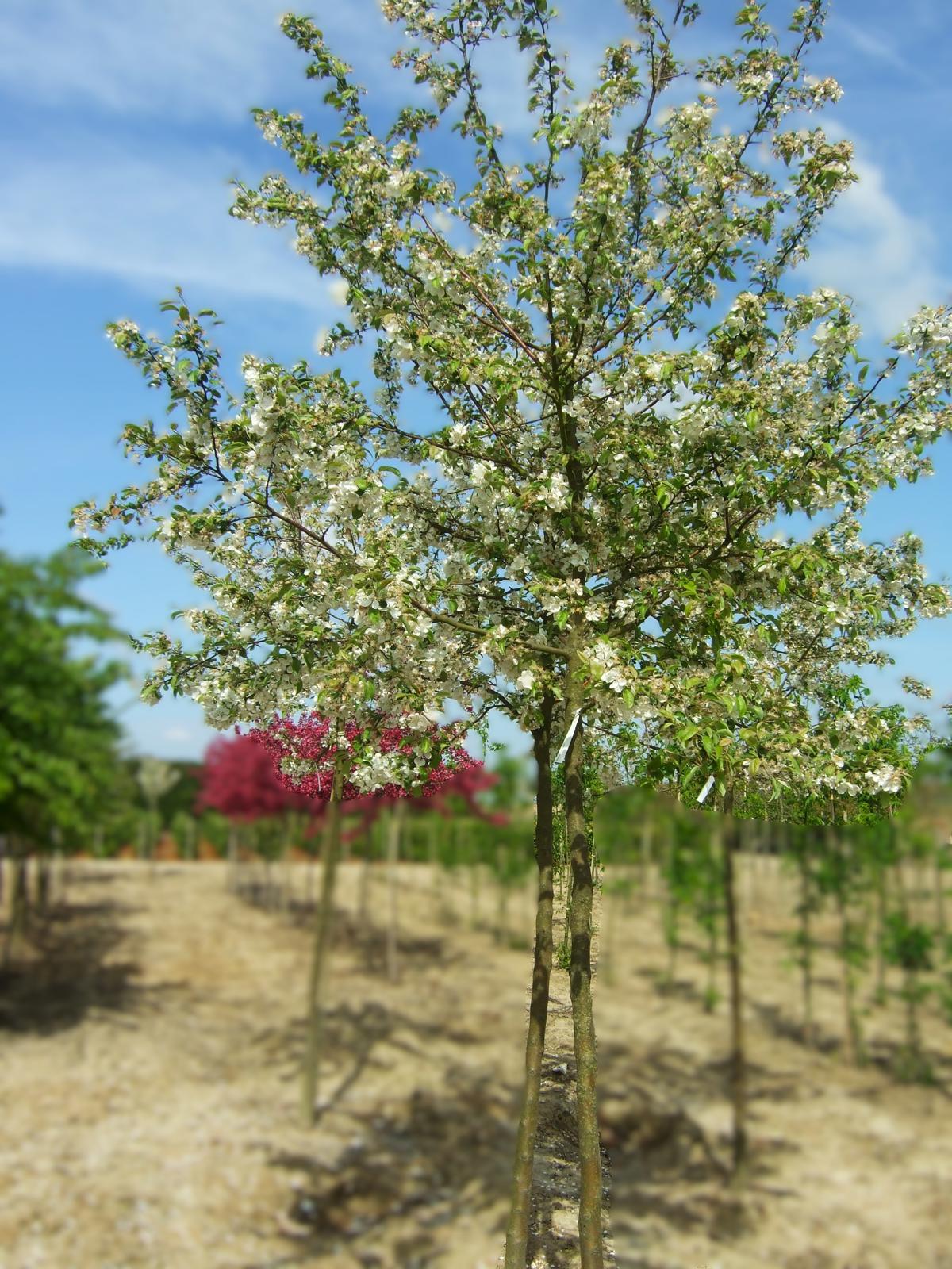 Malus 'Evereste' 200-250 cm