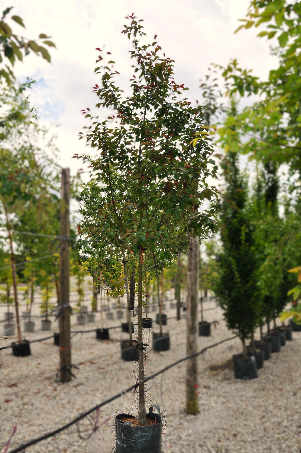 Malus 'Rudolph' 12-14 HS